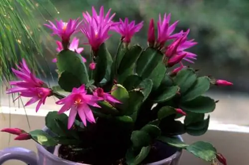 За пасхальным кактусом ухаживают в помещении в контейнере для кружки на подоконнике