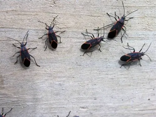 iStock-92021534 худшие вредители boxelder bugs