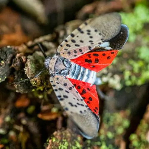 iStock-1277172168 пятнистые вредители lanternflies
