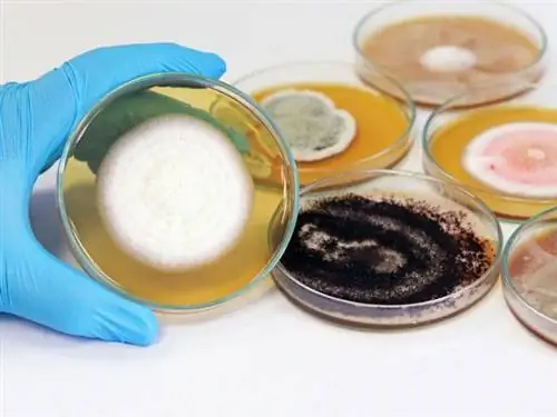 Стоимость устранения плесени Типы плесени