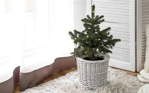Рождественская елка в горшке в помещении