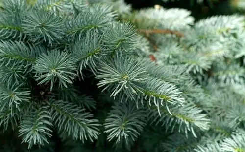 Крупный план рождественской елки из голубой ели