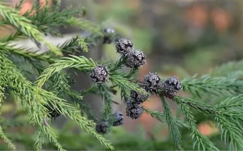 Ветка японского кедра с шишками