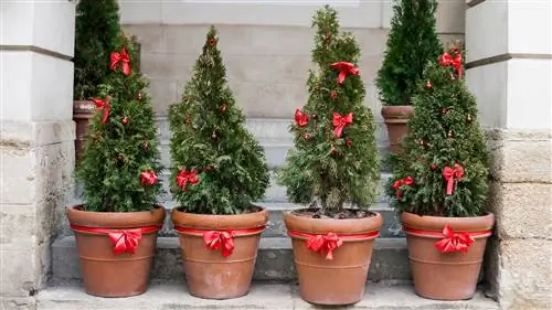 Как выбрать живую елку и ухаживать за ней