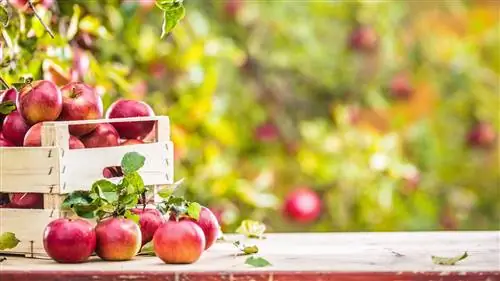 Сентябрьская лужайка & Список дел в саду