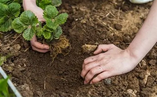 Руки сажают зеленое растение в грязь