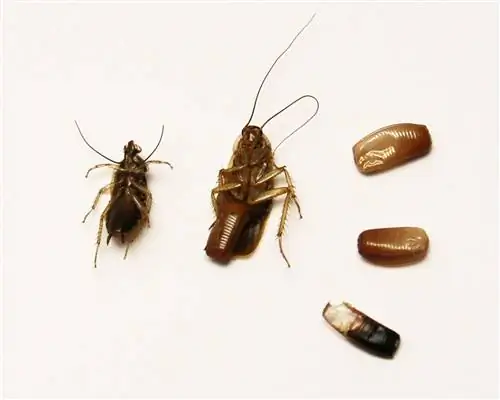 Все о маленьких тараканах (Руководство по нимфам тараканов)