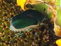 Взрослый зеленый июньский жук