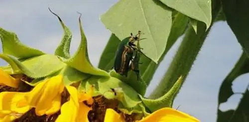 Зеленый июньский жук на подсолнухе