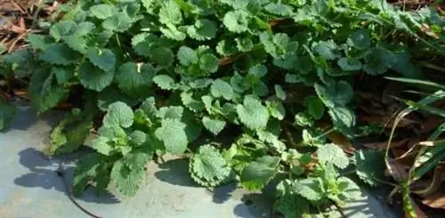 Как управлять Ползучим Чарли