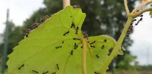 Муравьи ползают по листу растения