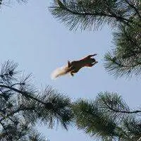 Белка прыгает с дерева на дерево