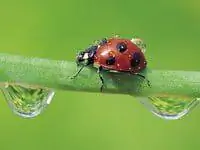 Божья коровка или божья коровка на стебле