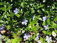 Барвинок (барвинок) цветущий