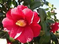 Цветение камелии японской