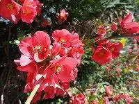 Цветущая айва цветущая