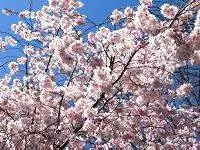 Цветение японской вишни