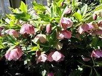 Постная роза цветет