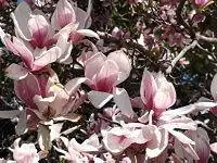 Блюдце Магнолия (тюльпанное дерево) цветет