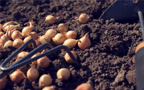 Луковый сет