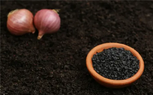 Семена лука