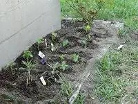 Травяной сад посажен