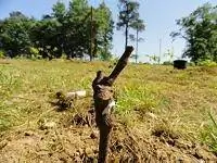 Посаженный виноград