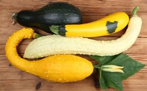 Желтый летний сквош и цуккини