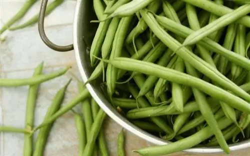 Зеленая фасоль в дуршлаге