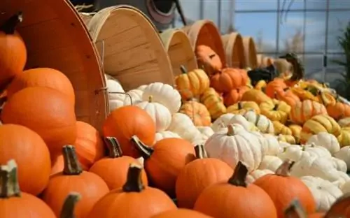 Оранжевые и белые тыквы и тыквы, выливающиеся из корзин