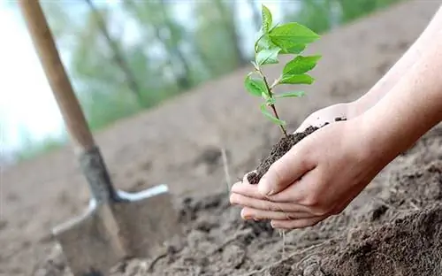 Две руки обхватывают маленькое растение в почве перед тем, как посадить его в землю