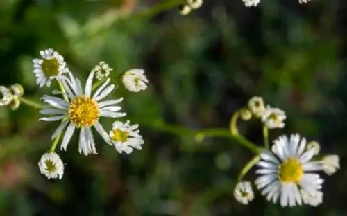 Цветок Boltonia asteroides