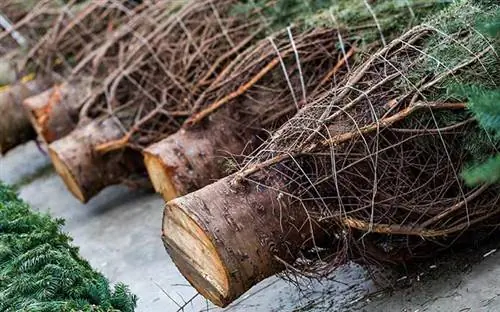 Завернутые настоящие новогодние елки со стволами