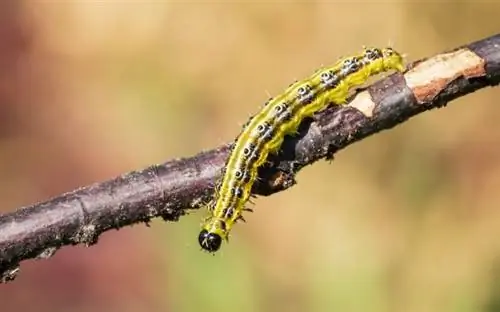 Гусеница самшитовой моли, Cydalima perspectalis, кормление крупным планом
