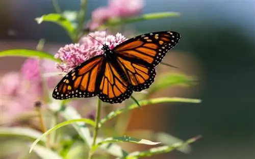 Бабочка монарх на розовой молочая