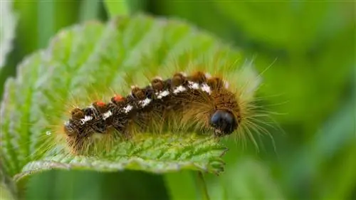 Использование Bt для органической борьбы с гусеницами в вашем саду