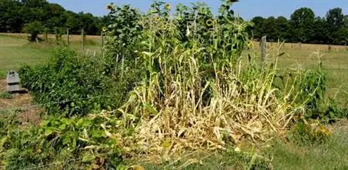 Огород Цена летних каникул