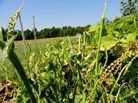 Фасоль, съеденная оленями