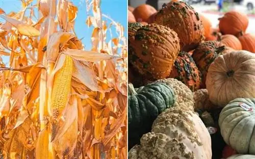 Стебли кукурузы и сезонные тыквы