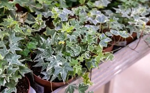 Hedera helix или дьявольский плющ в местном садовом центре
