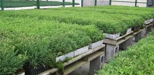 Саженцы красного дерева.