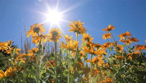 ярко-желтые цветы под низким углом к солнцу и небу