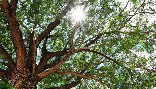 Солнце светит сквозь тенистое дерево