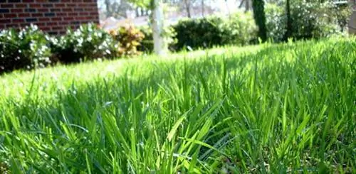 Когда и как удобрять многоножку траву