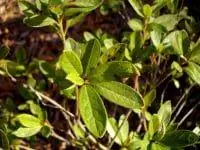 зеленые растения