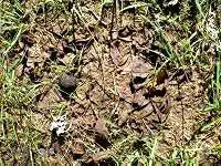 Мертвая трава под ореховой подстилкой.