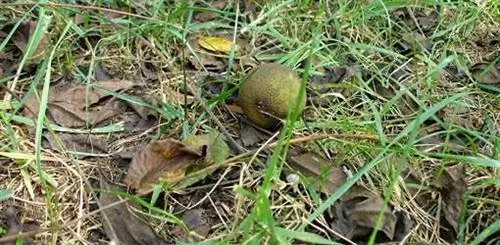 Почему под моим черным ореховым деревом ничего не растет?