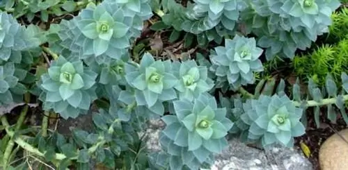 Зимний уход за суккулентами