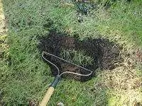 Подкормка почвы во дворе.