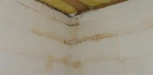 Плесень на бетонных стенах подвала.